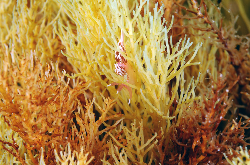 Nudibranco da determinare